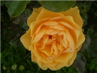 ca784e83-Picture 615.jpg